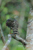 (Accipitor trivirgatus) Crested Goshawk