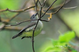 (Oculocincta squamifrons) *Bornean Ibon