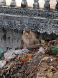 CHECKING THE RUBBISH MOUND