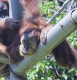 New Zoo Review