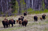 Testa River BC to Watson Lake YK