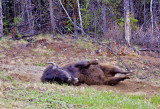 Testa River BC to Watson Lake YK