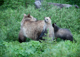 20110801_Kananaskis_0119.jpg