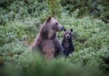 20110801_Kananaskis_0146.jpg