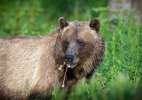 20110801_Kananaskis_0185.jpg