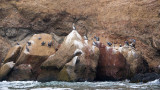 20120518_Paracas_0081.jpg
