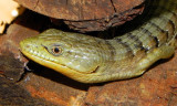 Lizard Mates