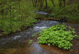 Keller Creek - Yachats Oregon