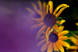Black Eyed Susans through Bergamont - Mount Horeb, Wisconsin