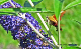 Dr. Bob's Butterfly and Moth Gallery