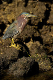 Héron vert -- Green Heron
