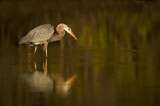 Grand héron -- Great Blue Heron