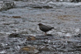 American Dipper