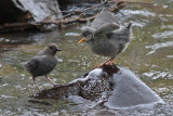 American Dippers