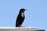 European Starling