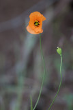 Wind Poppy