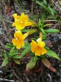 Sticky Monkey-Flower (Mimulus aurantiacus)