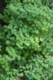 Maidenhair Fern
