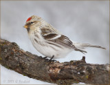 Hoary Redpoll