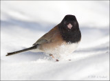 Dancing in the snow