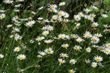 Arkansas Lazy Daisy (Aphanostephus skirrhobasis)
