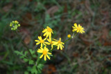 Cut Leaf Groundsel (Packera tampicana)