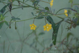 Angle Stem Water Primrose (Ludwugua leptocarpa)
