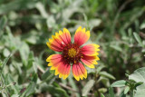 Blanket Flower (Gaillardia pulchella)