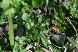 Chickweed, Commom (Stellaria media)