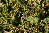 Hen Bit (Lamium amplexicaule)