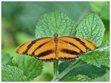 Orange Banded Heliconian (Dryadula phaetusa)