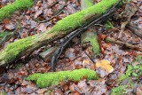 SüdEifel: Plütscheid en omgeving