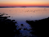 Dodo les canards !!!