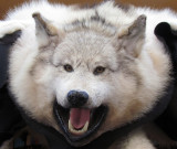 loup blanc enragé