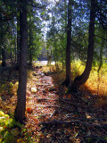 le petit chemin vers la rivière