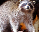 Le raton laveur empaillé sur le bord de la fenêtre