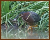 green heron 6-10-07-4c3b.jpg