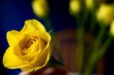 30th November 2011 yellow rose by the window