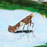0615, Caloptilia negundella