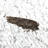 1834, Sinoe robiniella, probable