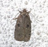 0878, Agonopterix canadensis