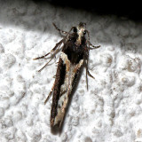 1858, Telphusa longifastiella