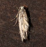 Coleotechnites sp.