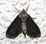 5226, Palpita magniferalis, dark form