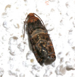 2721, Paralobesia sp