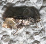 C. Nana