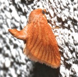 4652, Tortricidia testacca, Early Button Slug