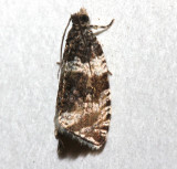 2770, Olethreutes undulana, Dusky Olethreutes
