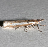 5344 Crambus unistriatellus Wide-stripe Grass-veneer