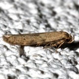 Blastobasis sp.